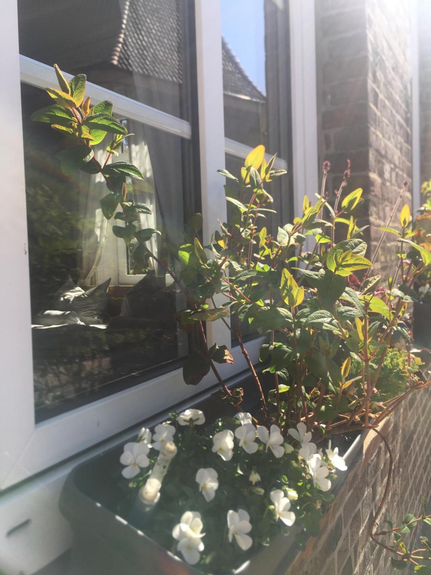 Altes Pastorat Bed & Breakfast Barmstedt Dış mekan fotoğraf